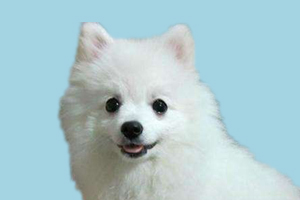 怎么教博美拜年