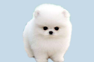 博美换牙要注意什么