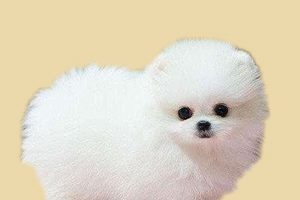 博美换牙期吃什么好