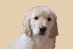 金毛什么时候发情