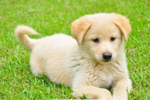 狗狗的耳朵怎么清理