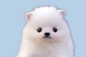 博美幼犬怎么看纯不纯