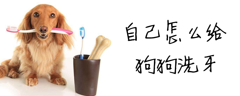 自己怎么给狗狗洗牙