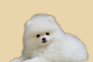 博美换毛期多久