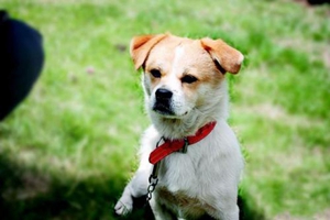 自己怎么给狗狗剪毛