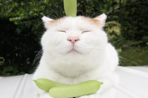 养猫咪要注意什么