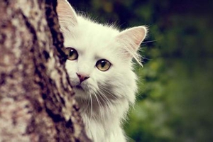 怎么能把猫猫养胖