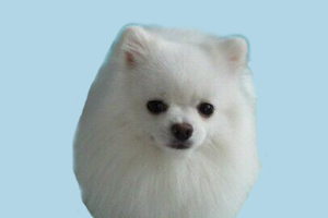 博美换牙该吃些什么