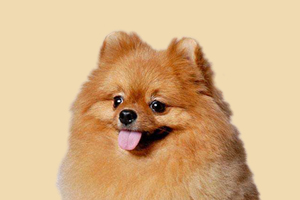 怎么给博美接生