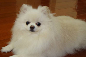 博美犬耳朵怎么处理