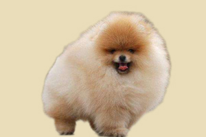 博美泪痕怎么去掉