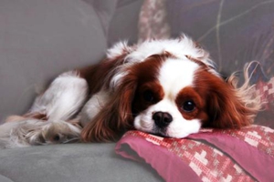 狗狗不要吃东西怎么办