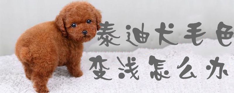 泰迪犬毛色变浅怎么办 小可爱宠物网