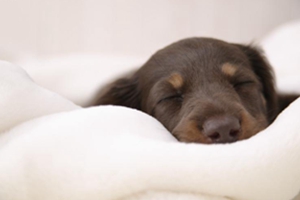 小狗磨牙怎么办