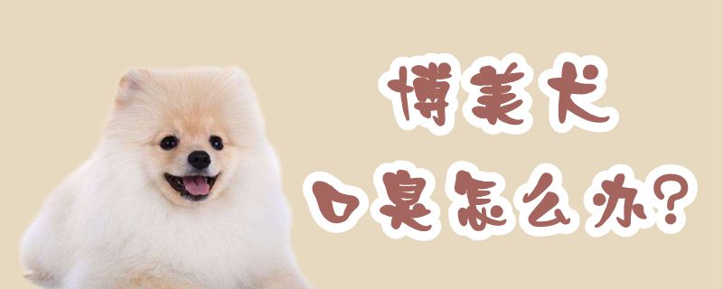 博美犬口臭怎么办