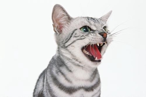 猫咪换牙要注意什么