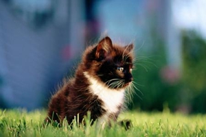 小猫洗澡准备什么