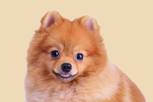 博美犬耳朵多久才竖立