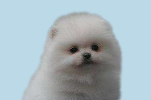 博美犬换毛要多久