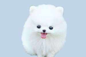 博美耳朵什么时候竖起