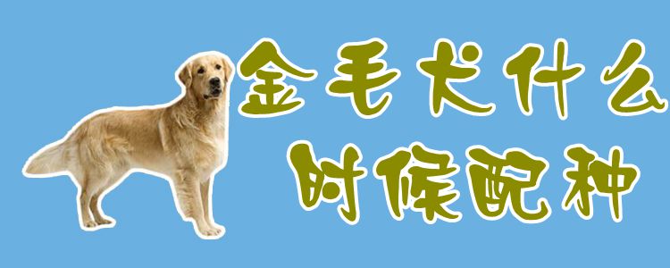 金毛犬什麼時候配種1