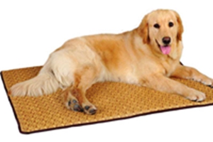 狗狗营养不良怎么办