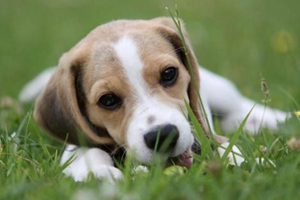 狗狗营养不良吃什么