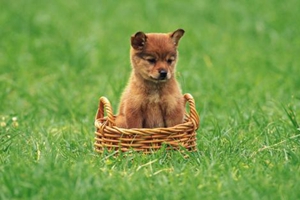 小狗的指甲太长怎么办