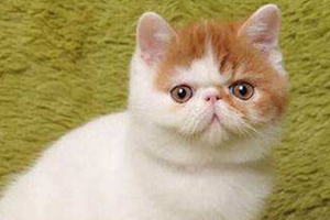 加菲猫洗澡要注意事项