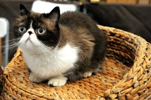 养加菲猫的注意事项