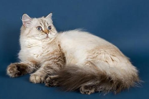 家里养猫咪怎么除味