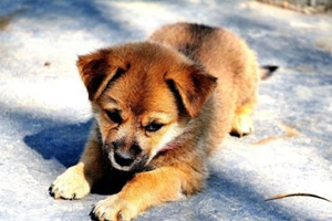 家里养小狗要注意什么