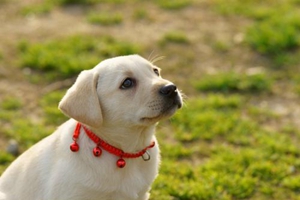 新手养小狗要注意什么