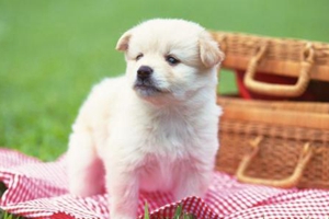 初养狗狗需要准备什么