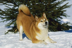 柴犬换牙期喂什么