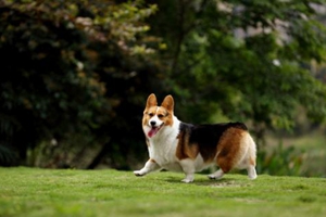 家里养小狗的好处