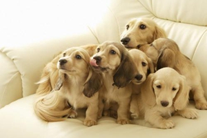 家里养狗狗怎么去味道