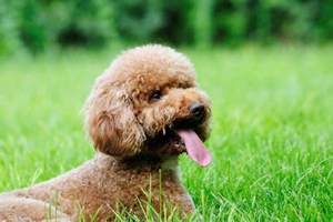 泰迪洗澡要准备什么东西