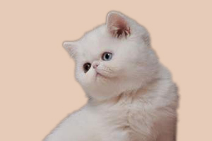 加菲猫什么时候换牙