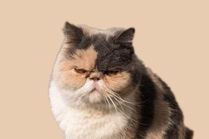 加菲猫不吃饭怎么办