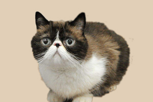 加菲猫怎样才能长胖