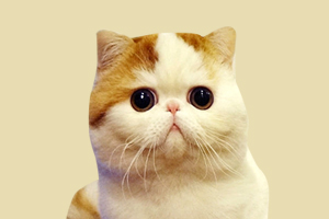 加菲猫什么时候换毛