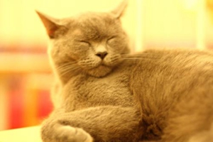 给小猫洗澡准备什么