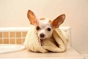 小狗的牙齿掉了怎么办