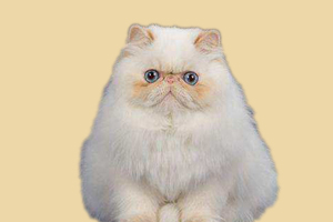 加菲猫不爱吃猫粮怎么办