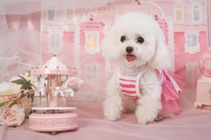 泰迪小狗的指甲怎么剪