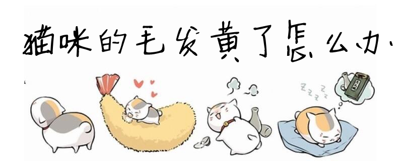猫咪的毛发黄了怎么办