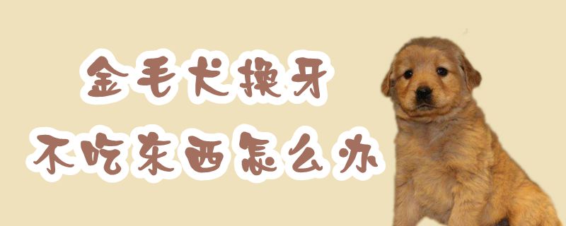 金毛犬换牙不吃东西怎么办