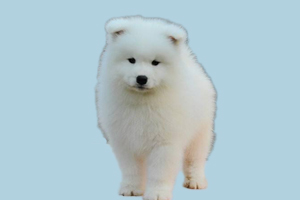 萨摩耶为什么吃屎