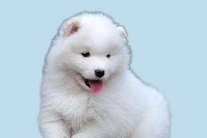 萨摩耶晚上一直叫怎么办